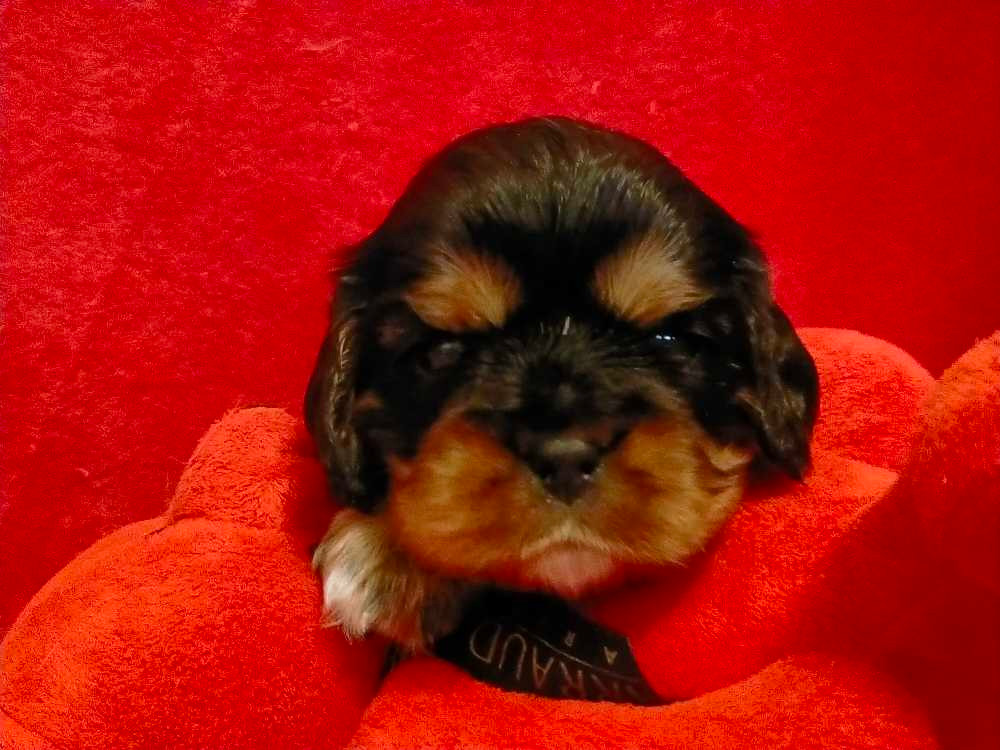 Des Ducs De Champagne - Chiots disponibles - Cavalier King Charles Spaniel