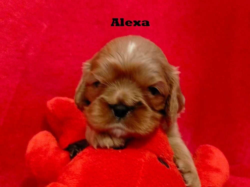 Des Ducs De Champagne - Chiots disponibles - Cavalier King Charles Spaniel