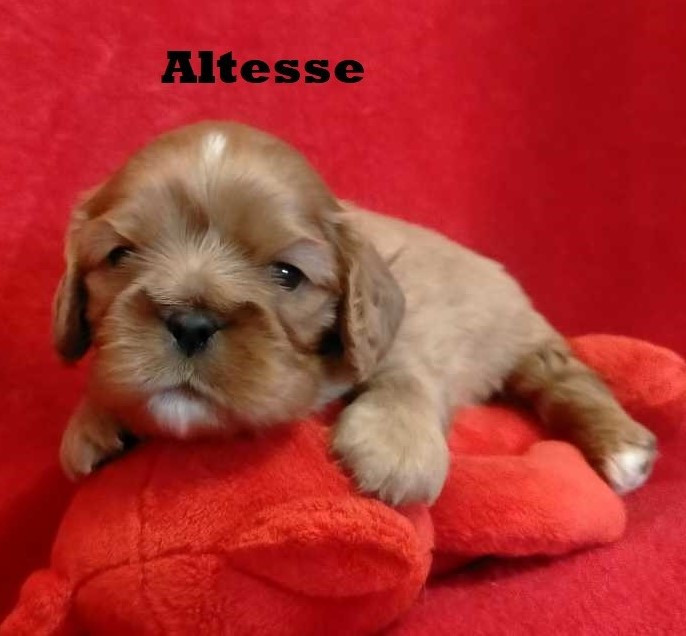 Des Ducs De Champagne - Chiots disponibles - Cavalier King Charles Spaniel